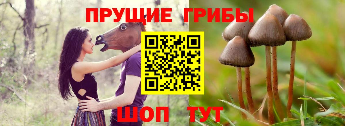 Галлюциногенные грибы Psilocybe  Вход с VPN  цена наркотик  Великий Устюг 
